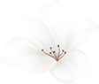 home_04_flower_01 https://liebgewonnen.net/wp-content/uploads/2020/12/home_04_flower_01.png